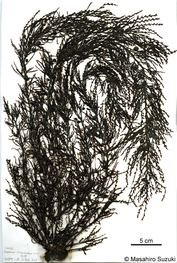 トゲモク Sargassum micracanthum