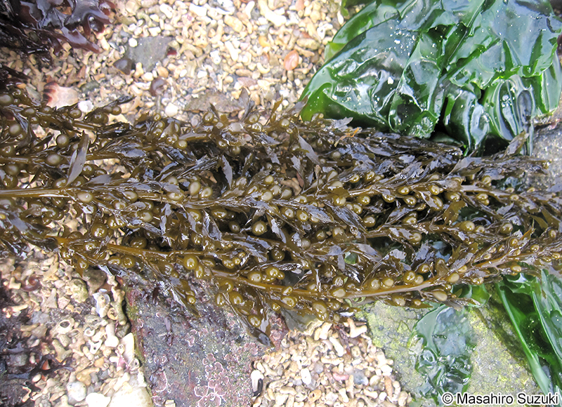 タマハハキモク Sargassum muticum