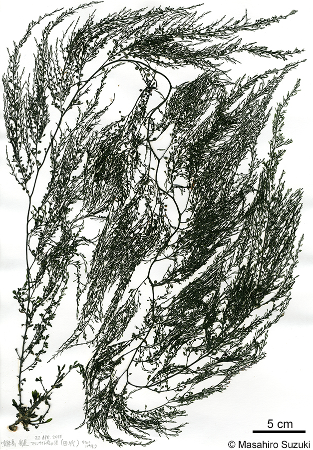 タマハハキモク Sargassum muticum