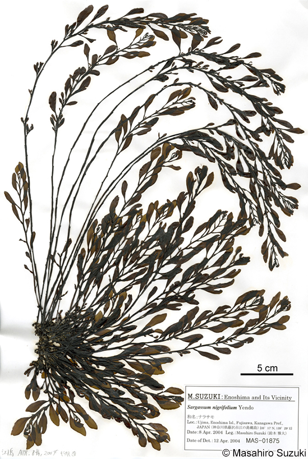 ナラサモ Sargassum nigrifolium