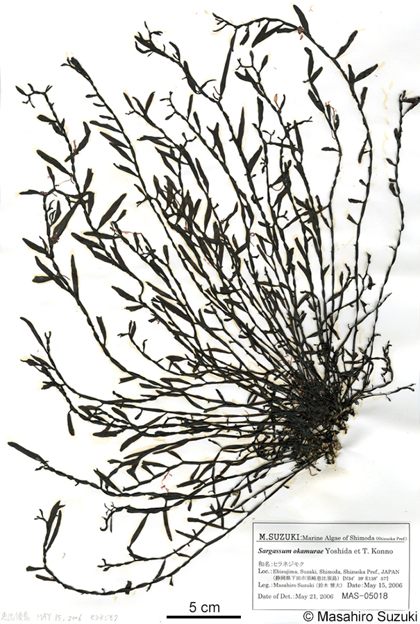 ヒラネジモク Sargassum okamurae