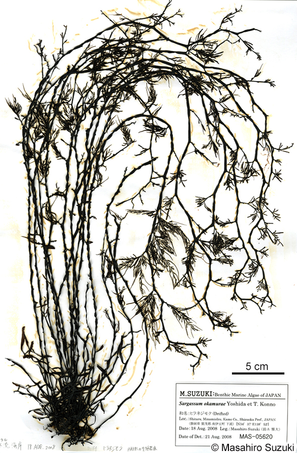 ヒラネジモク Sargassum okamurae