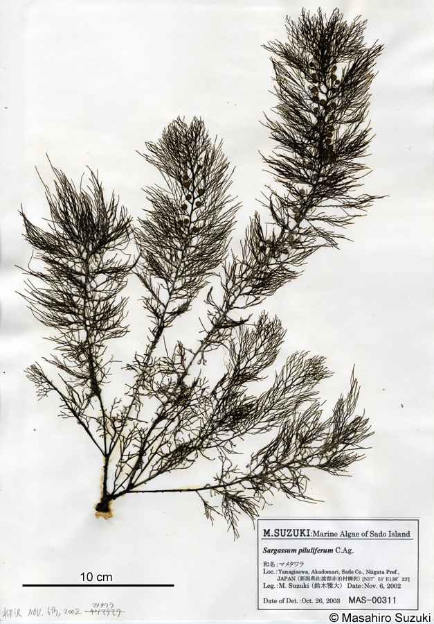 マメタワラ Sargassum piluliferum