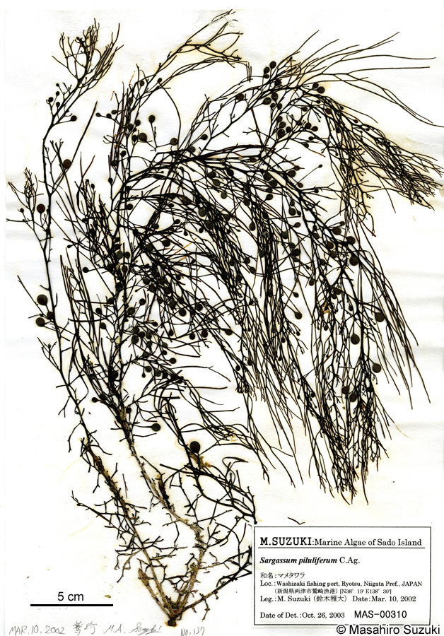 マメタワラ Sargassum piluliferum