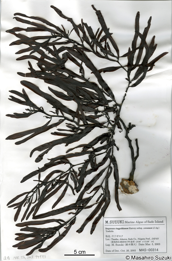 ヤナギモク Sargassum coreanum