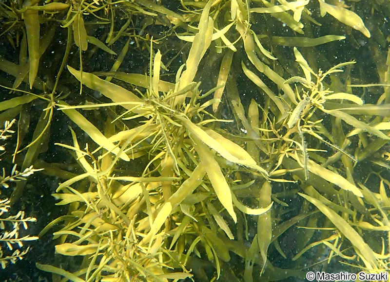 ヤナギモク Sargassum coreanum