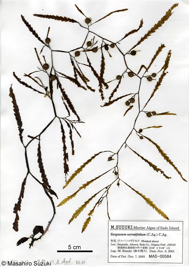 ウスバノコギリモク Sargassum serratifolium