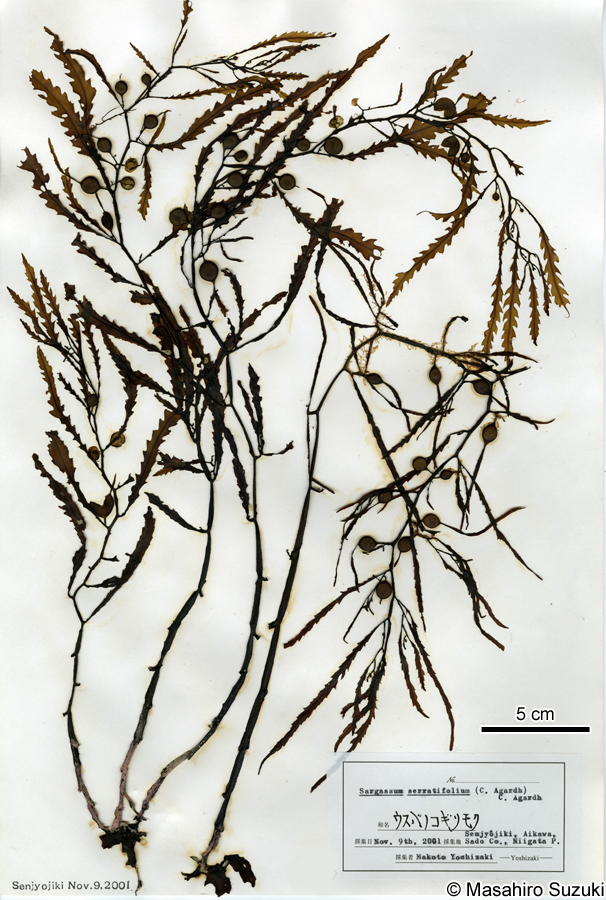 ウスバノコギリモク Sargassum serratifolium