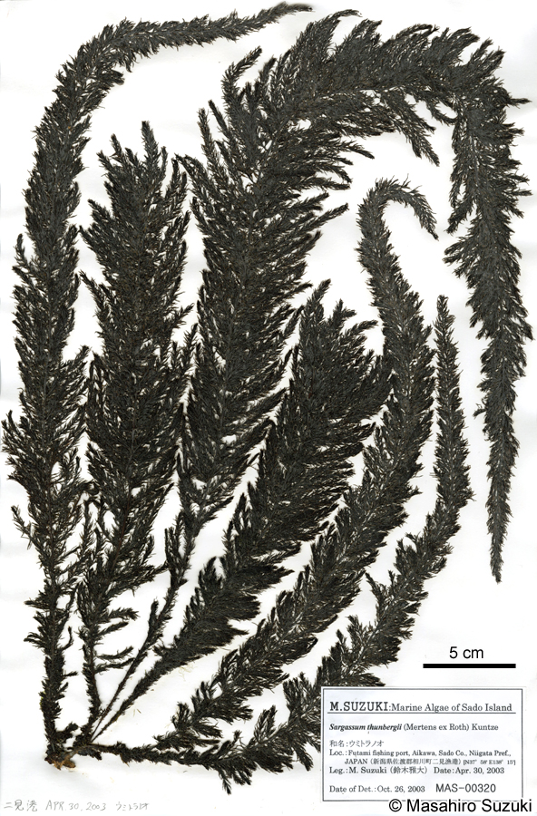 ウミトラノオ Sargassum thunbergii
