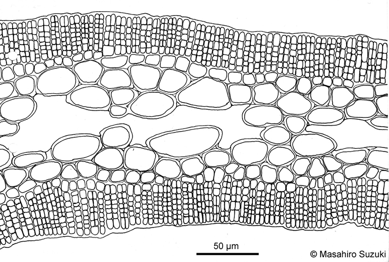ウスカヤモ Planosiphon gracilis