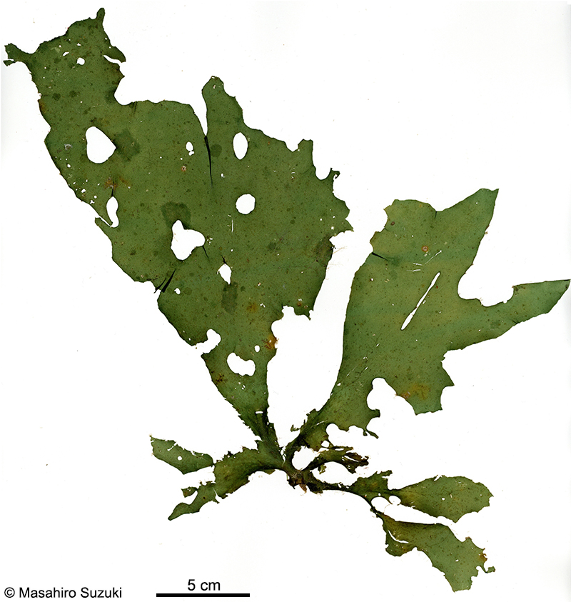 ゴアンメ Spatoglossum mageshimense