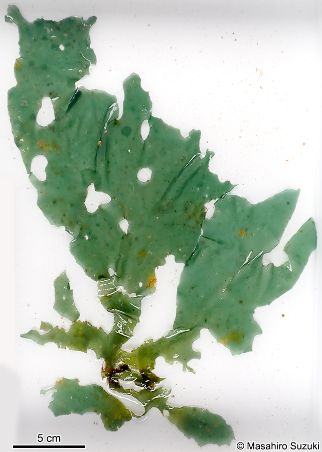 ゴアンメ Spatoglossum mageshimense