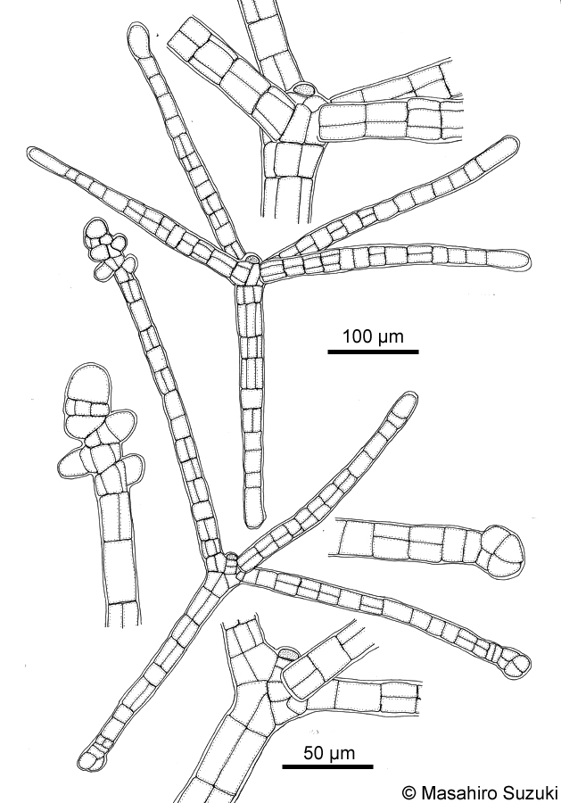 ミツデクロガシラ Sphacelaria fusca