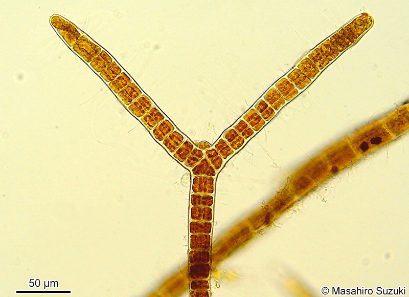 ワイジガタクロガシラ Sphacelaria rigidula