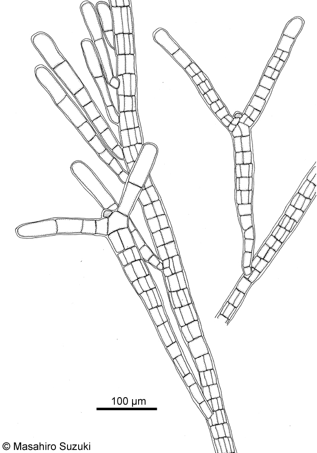 ワイジガタクロガシラ Sphacelaria rigidula