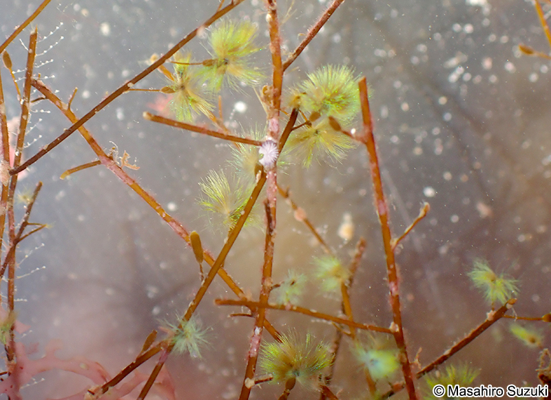 クジャクケヤリ Sporochnus dotyi