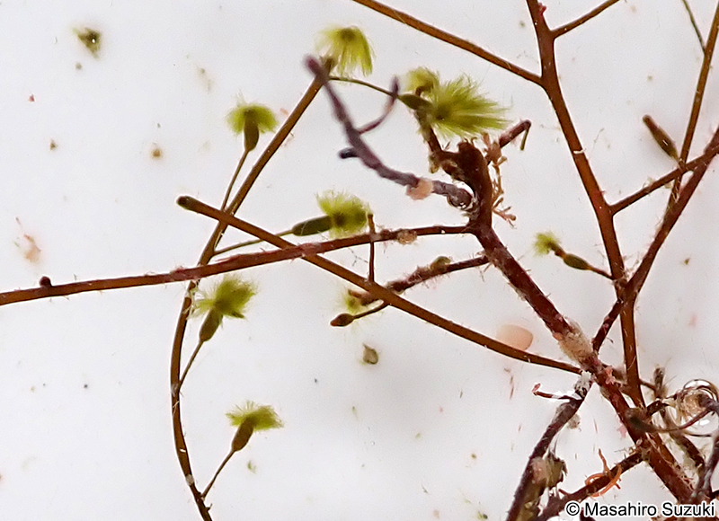 クジャクケヤリ Sporochnus dotyi