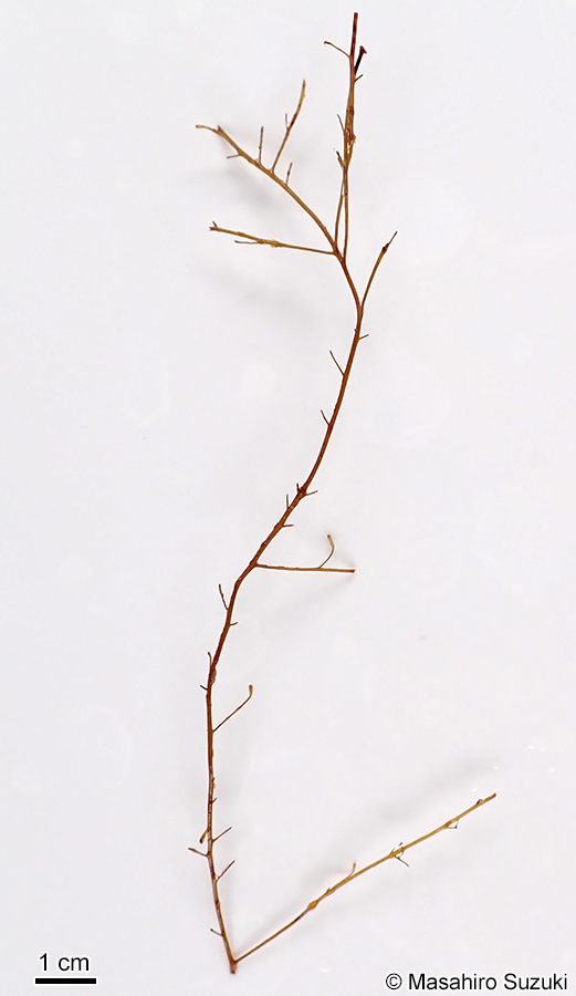 クジャクケヤリ Sporochnus dotyi