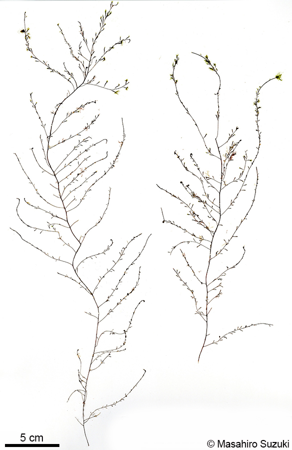 ケヤリ Sporochnus keyari