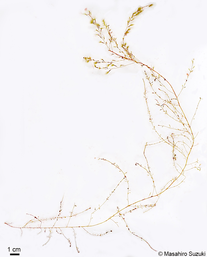 ケヤリ Sporochnus keyari