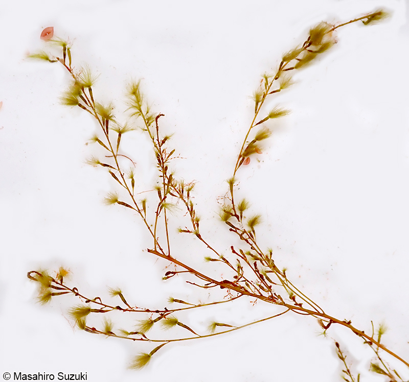 ケヤリ Sporochnus keyari