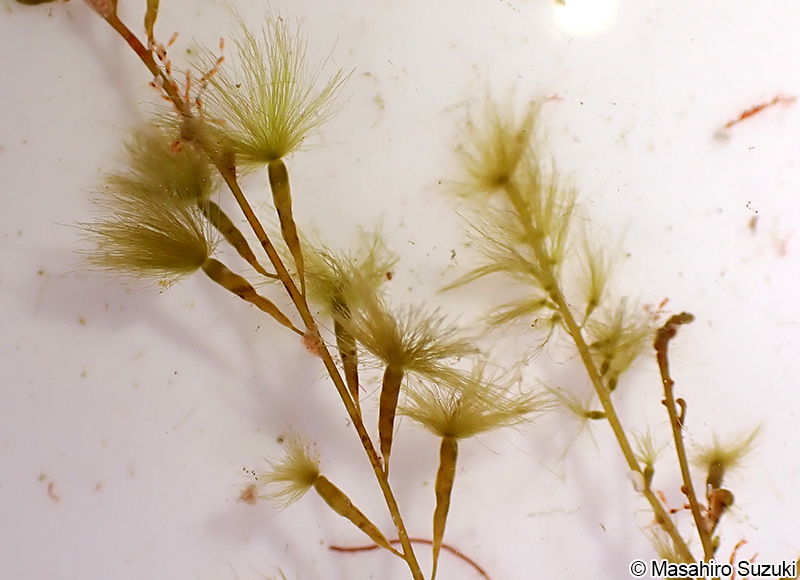 ケヤリ Sporochnus keyari