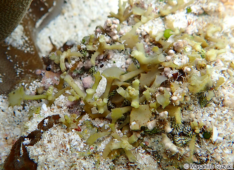 ラッパモク Turbinaria ornata