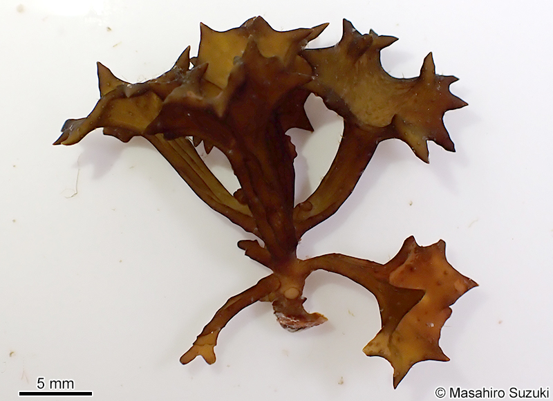 ラッパモク Turbinaria ornata