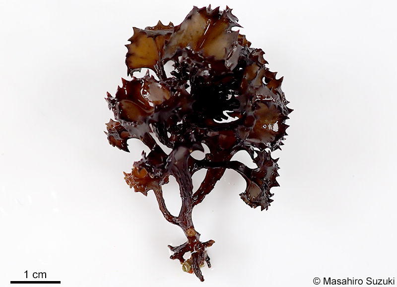 ラッパモク Turbinaria ornata