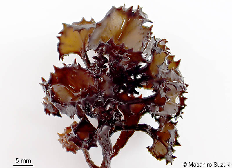 ラッパモク Turbinaria ornata