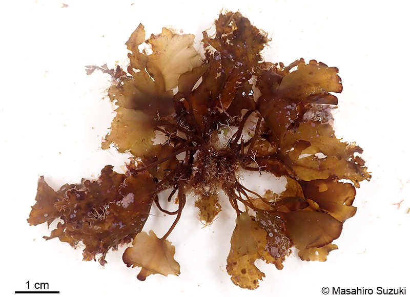 エツキシマオウギ Spatoglossum stipitatum