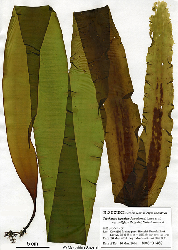 マコンブ Saccharina japonica