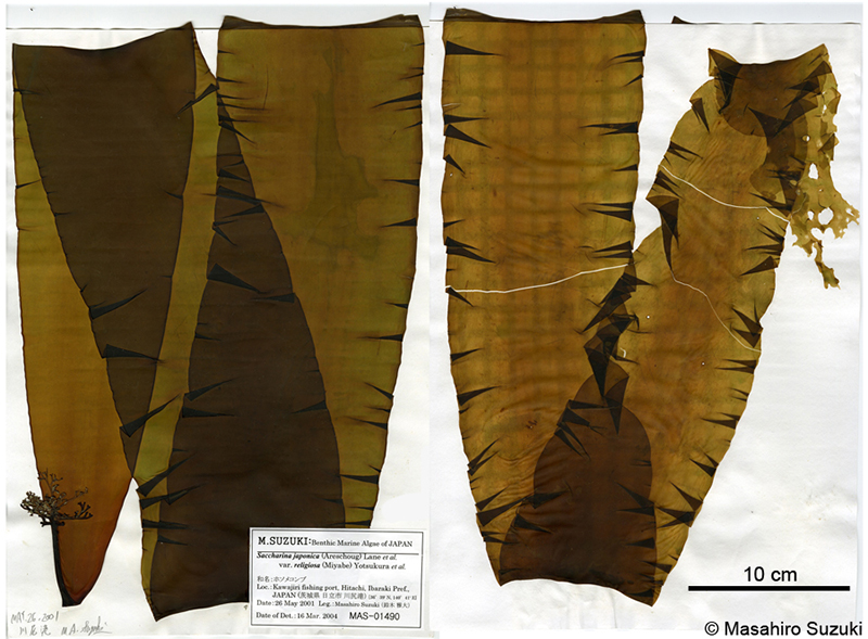 マコンブ Saccharina japonica