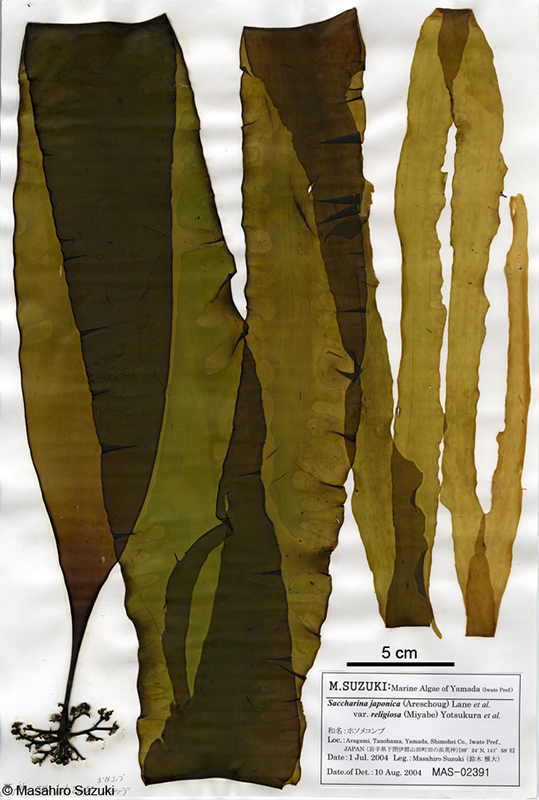 マコンブ Saccharina japonica