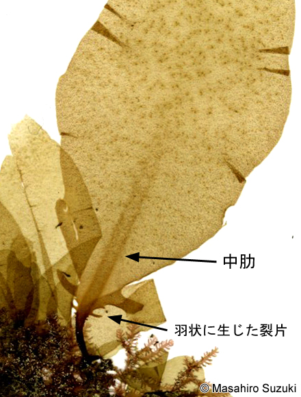 ワカメ Undaria pinnatifida