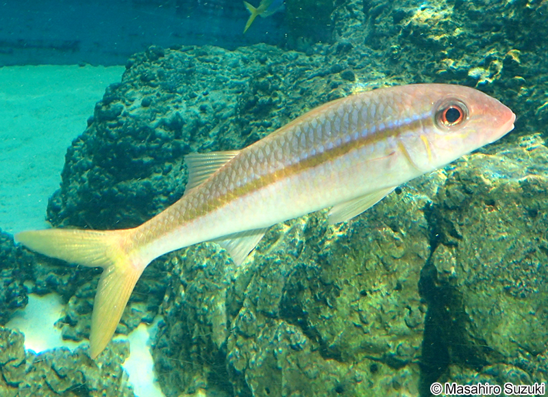 アカヒメジ Mulloidichthys vanicolensis