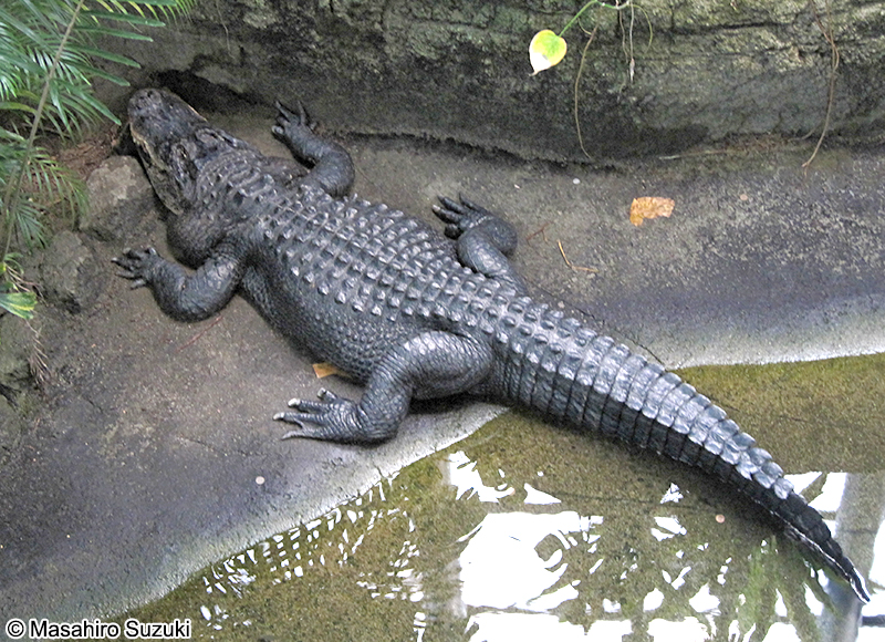 アメリカアリゲーター Alligator mississippiensis