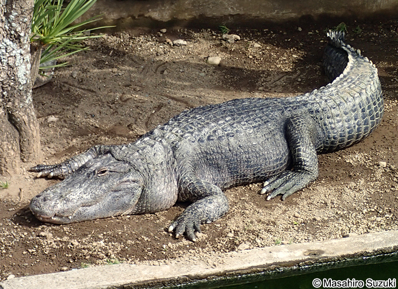 アメリカアリゲーター Alligator mississippiensis