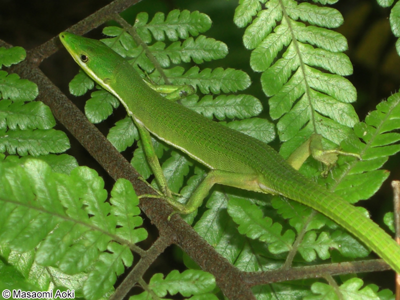 アオカナヘビ Takydromus smaragdinus