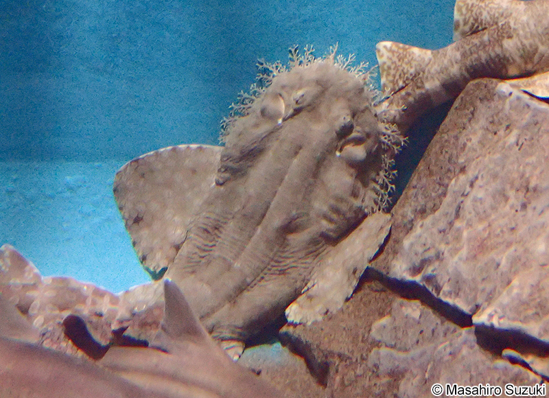 アラフラオオセ Eucrossorhinus dasypogon