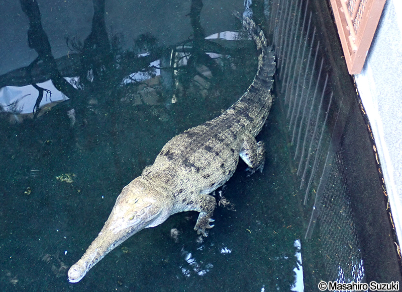 オーストラリアワニ Crocodylus johnsoni