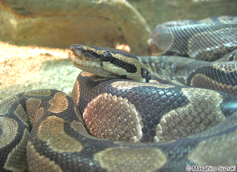 ボールニシキヘビ Python regius