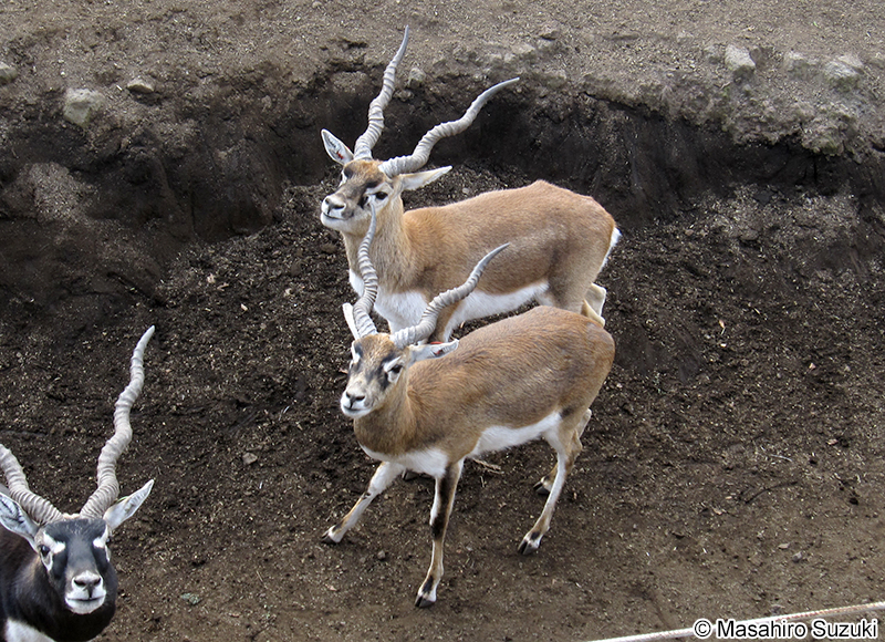 ブラックバック Antilope cervicapra