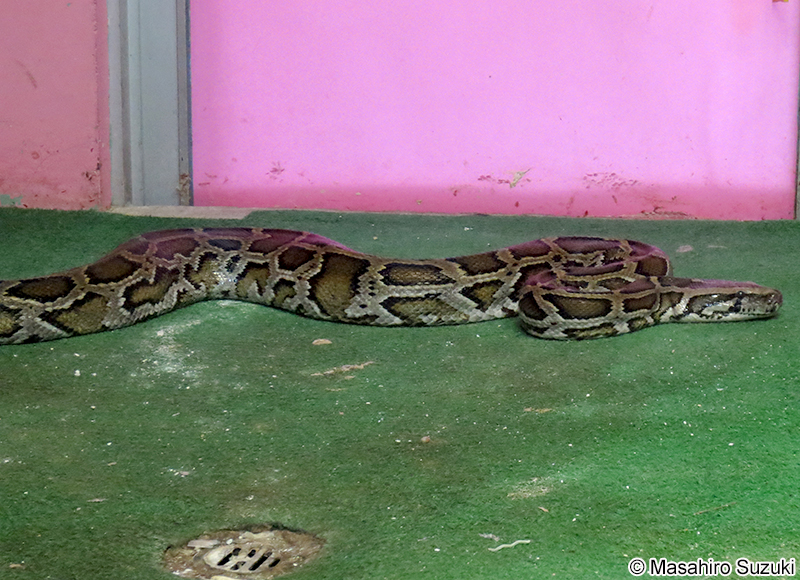 ビルマニシキヘビ Python bivittatus