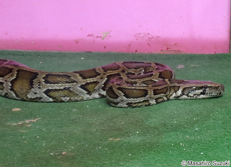 ビルマニシキヘビ Python Bivittatus