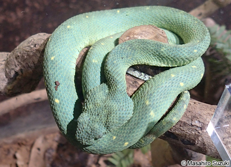 Atheris chlorechis  The Reptile Database