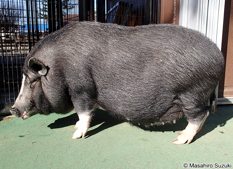 ポットベリー pot-bellied pig