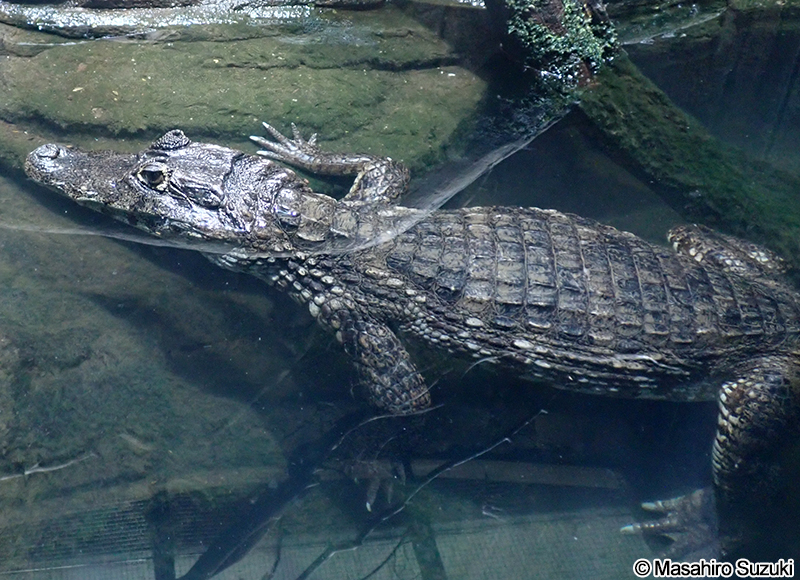 チアパスメガネカイマン Caiman crocodilus fuscus