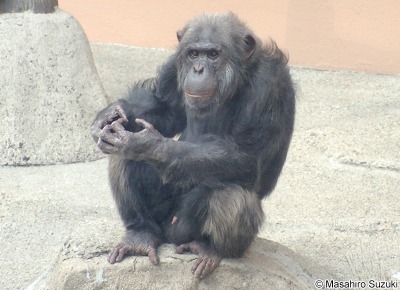 チンパンジー Pan troglodytes