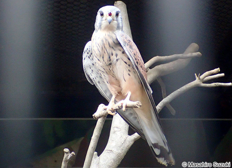 チョウゲンボウ Falco tinnunculus